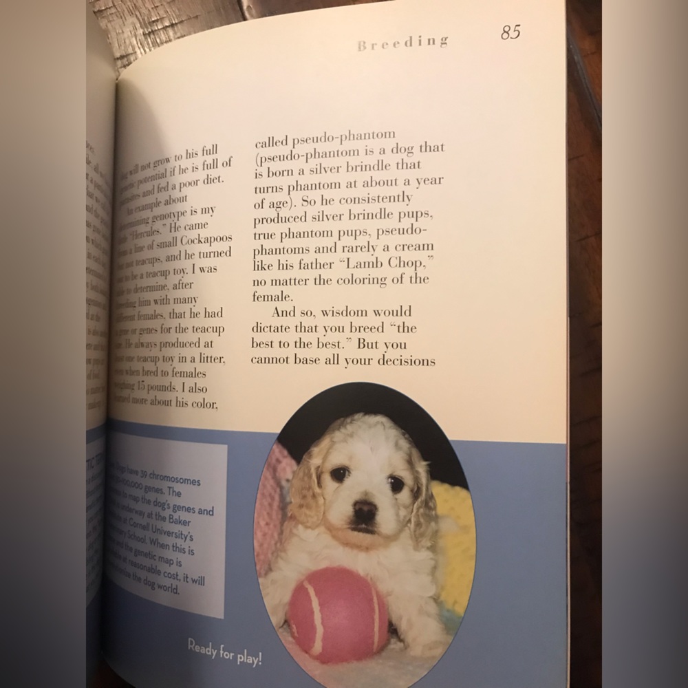 Cockapoo book - Picture 5 of 5